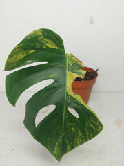 Monstera Aurea Stecklinge