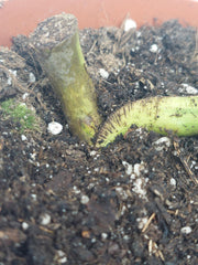 Monstera Aurea Stecklinge