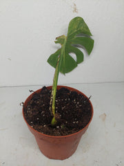 Monstera Aurea Stecklinge