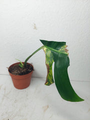 Monstera Aurea Stecklinge