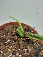 Monstera Aurea Stecklinge