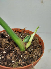 Monstera Aurea Stecklinge