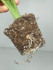 Alocasia Frydek Round Variegata (Rhizom / Bulbe)