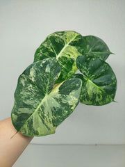Alocasia Frydek Round Variegata (Rhizom / Bulbe)