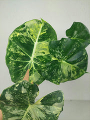 Alocasia Frydek Round Variegata