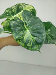 Alocasia Frydek Round Variegata