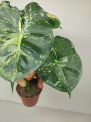 Alocasia Frydek Round Variegata