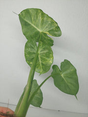 Alocasia Frydek Round Variegata