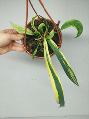 Anthurium Vittarifolium Aurea Mutation