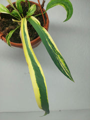 Anthurium Vittarifolium Aurea Mutation