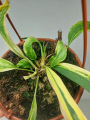 Anthurium Vittarifolium Aurea Mutation