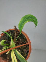 Anthurium Vittarifolium Aurea Mutation