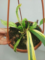 Anthurium Vittarifolium Aurea Mutation