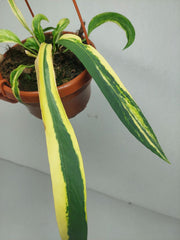 Anthurium Vittarifolium Aurea Mutation