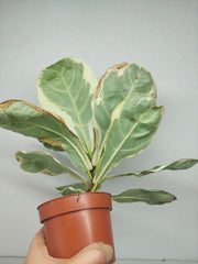 Sad Plants