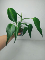 Sad Plants