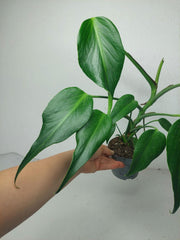Sad Plants