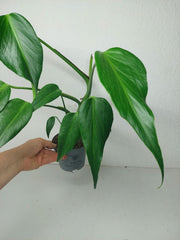 Sad Plants