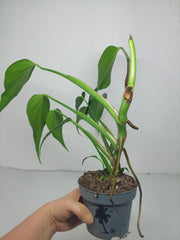 Sad Plants