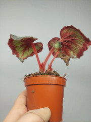 Sad Plants