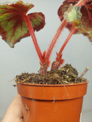 Sad Plants