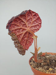 Sad Plants