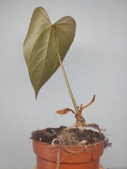 Sad Plants