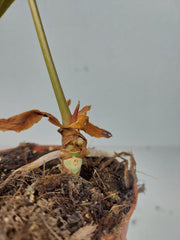 Sad Plants