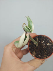 Sad Plants