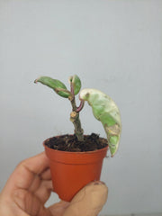 Sad Plants