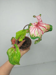 Sad Plants