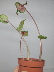 Sad Plants