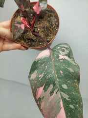 Sad Plants