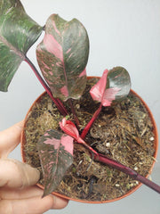 Sad Plants