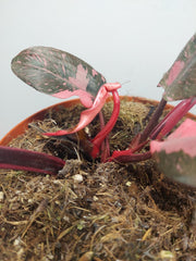 Sad Plants