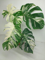 Sad Plants