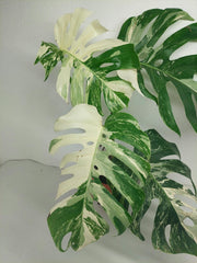Sad Plants
