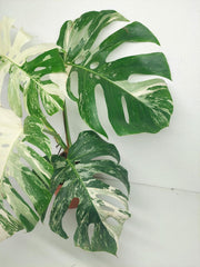 Sad Plants