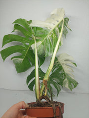 Sad Plants