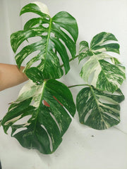 Sad Plants