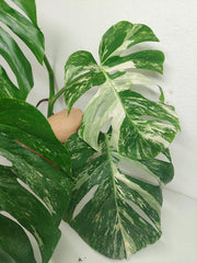 Sad Plants