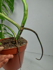 Sad Plants