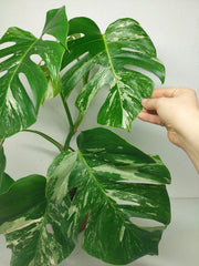 Sad Plants