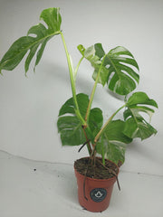 Sad Plants