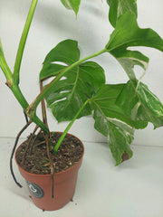 Sad Plants