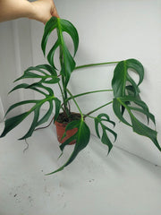 Sad Plants