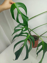 Sad Plants