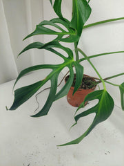 Sad Plants