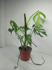 Sad Plants