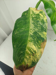Sad Plants